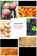 Ixora E034 Assist Erkek Parfüm - Görsel 2