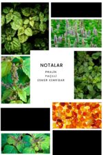 Ixora E188 Defi Erkek Parfüm Edp - Görsel 2