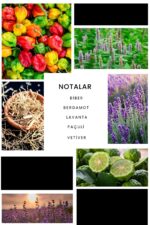 Ixora E240 Humor Erkek Parfüm Edp - Görsel 3