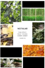 Ixora E262 Explore Erkek Parfüm Edp - Görsel 3