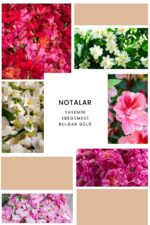 Ixora K220 Queen Edp Kadın Parfüm - Görsel 2