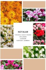 Ixora K240 Fame Edp Kadın Parfüm - Görsel 2