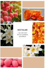 Ixora K266 First Lady Edp Kadın Parfüm - Görsel 2