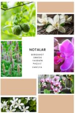 Ixora K278 Floral Edp Kadın Parfüm - Görsel 2