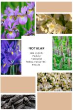 Ixora K325 Shine Edp Kadın Parfüm - Görsel 2