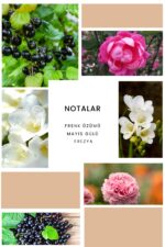 Ixora K334 Yes Edp Kadın Parfüm - Görsel 2