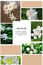 Ixora K376 Eclat Edp Kadın Parfüm - Görsel 3