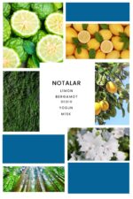 Ixora Algernon Edp Erkek Parfüm 100 ml - Görsel 3