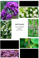 İxora Unity Body Mist Unisex 200 ml - Görsel 2